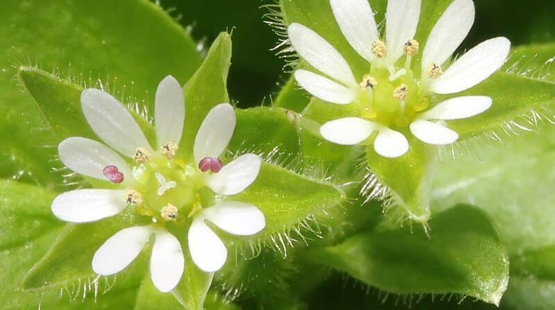 chickweed in lawns