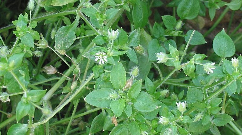 common chickweed