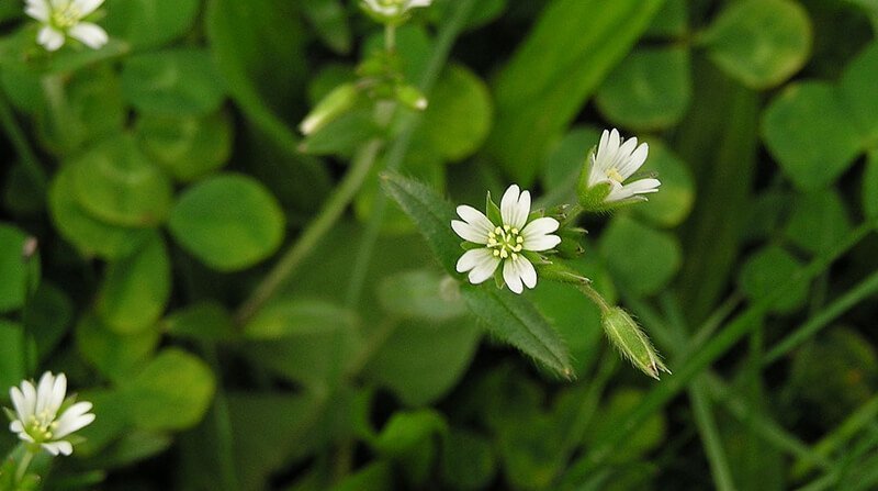 common mouse ear chickweed