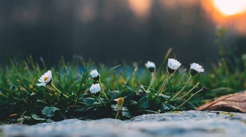 daisies in the lawn