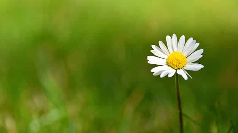 Daisies images of Types of