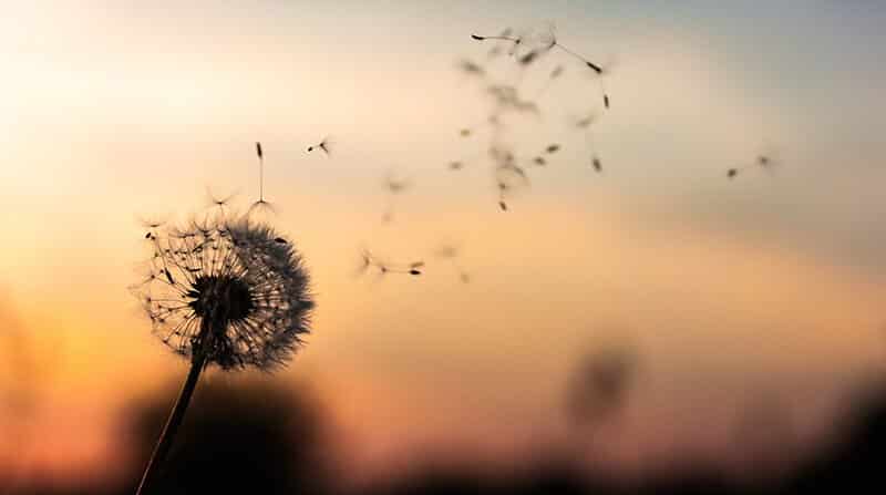 how dandelions spread seeds