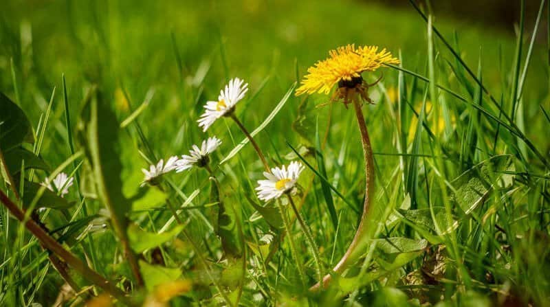 dandelions