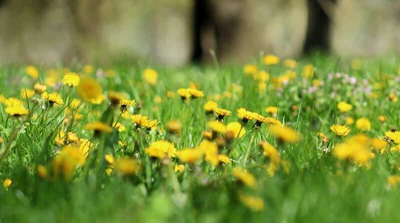 dandelions