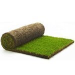 lawn turf