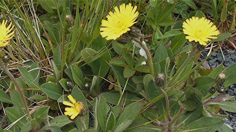 mouse ear hawkweed