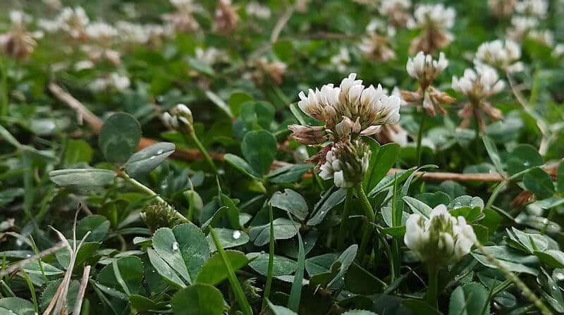 Trifolium Repens