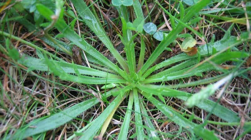 buckshorn plantain