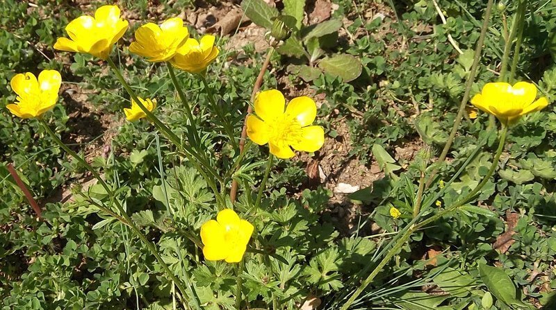 bulbous buttercup