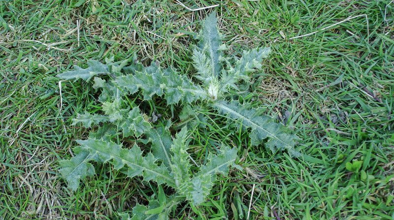 creeping thistles