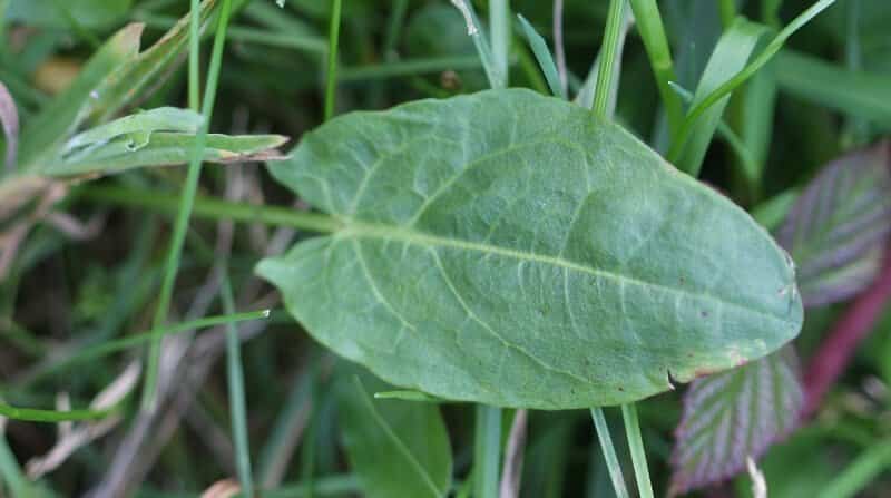 common sorrel