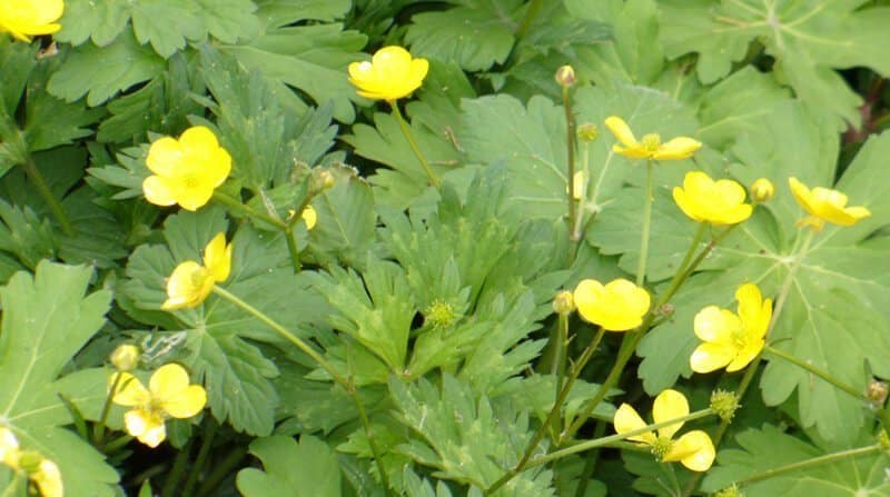 creeping buttercups