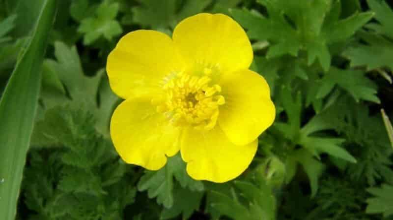 Creeping Buttercup Identification And Control: Ranunculus Repens - King County