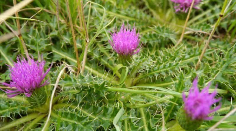 dwarf thistle