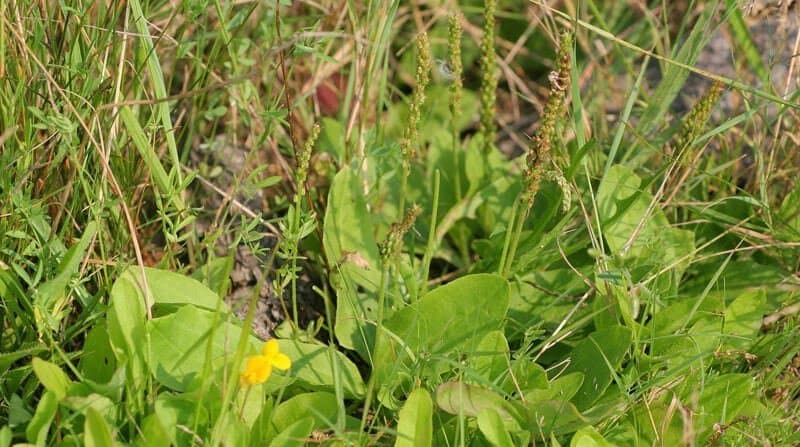 plantain weeds