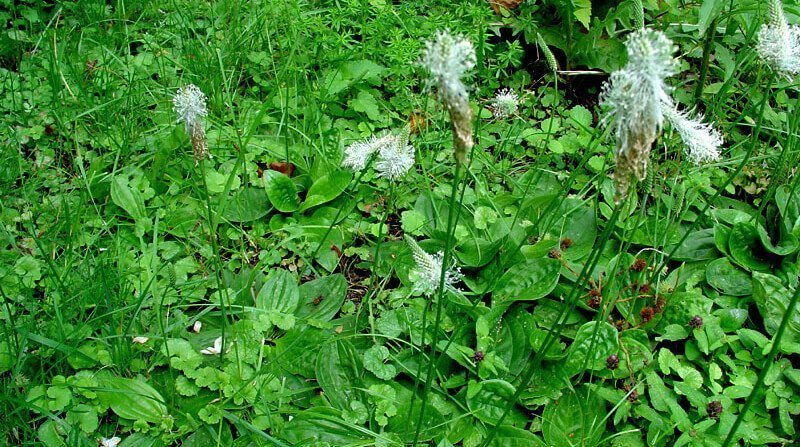 hoary plantain