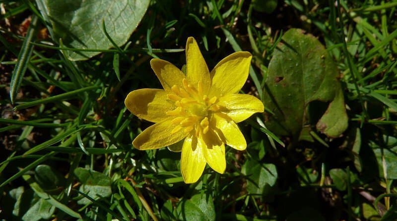 lesser celandine