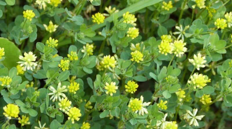 lesser trefoil