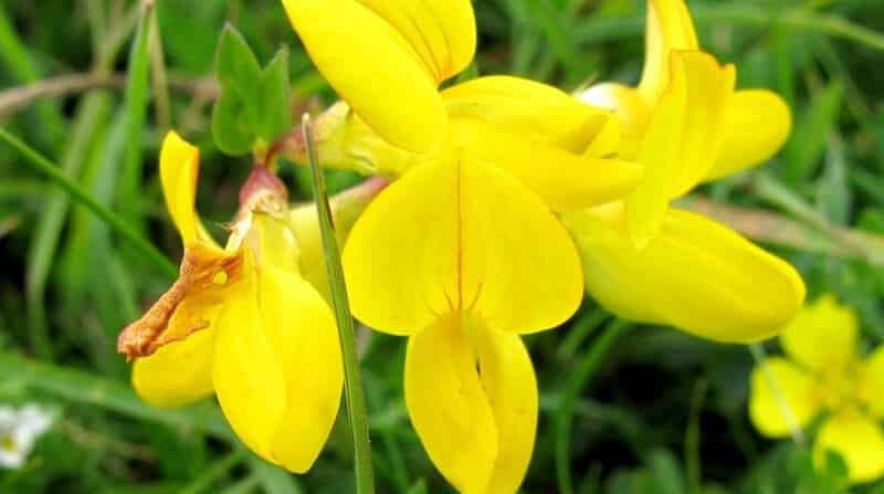 Lotus Corniculatus