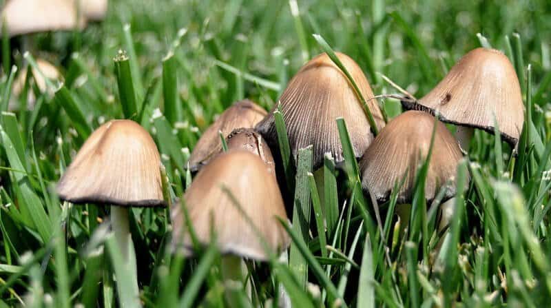 mushrooms in lawn 2