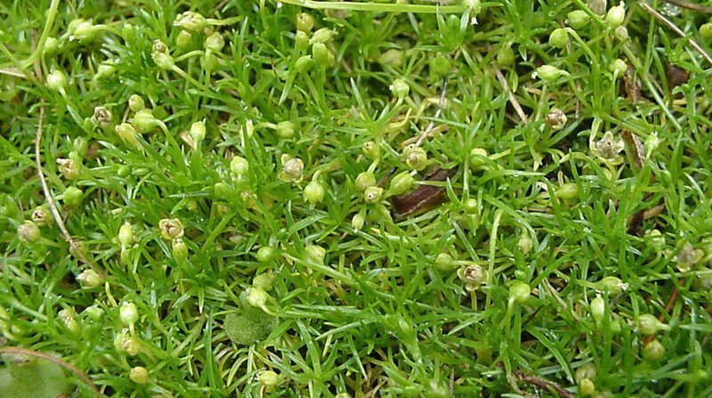 pearlwort in lawn
