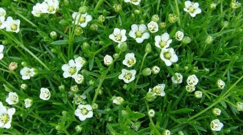 pearlwort