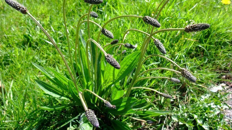 Plantago Lanceolata