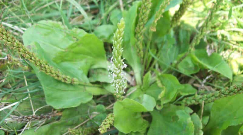 Plantago Major