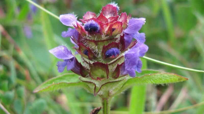 what does self heal look like