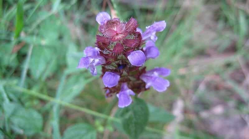 self heal