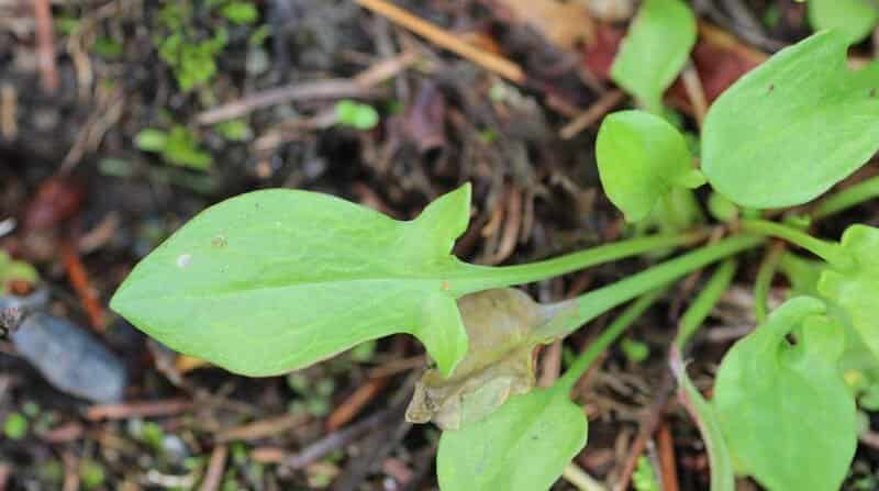 sheeps sorrel