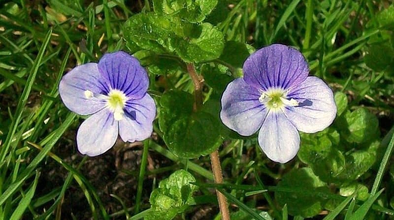 slender speedwell