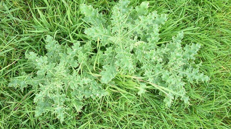 thistles in grass