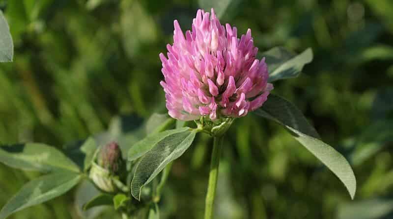 Trifolium Pratense