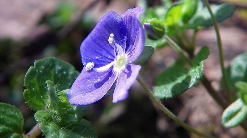 Veronica Filiformis