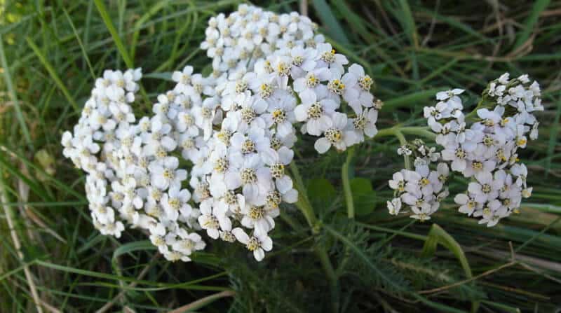 yarrow in lawn