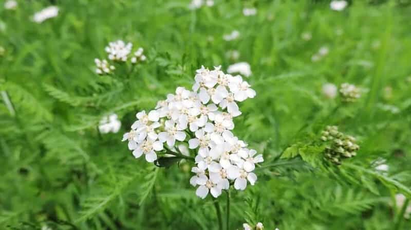 yarrow weed