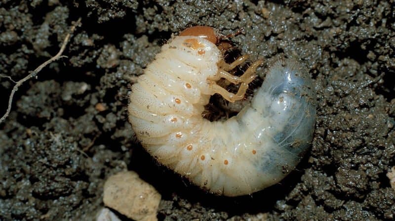 chafer grub