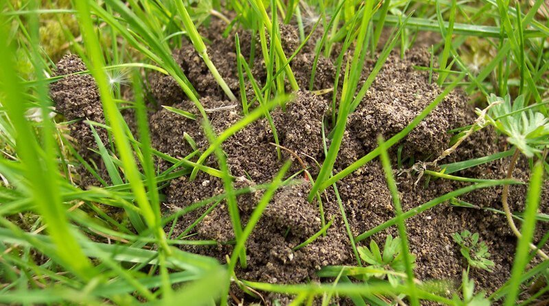 ant hill in lawn
