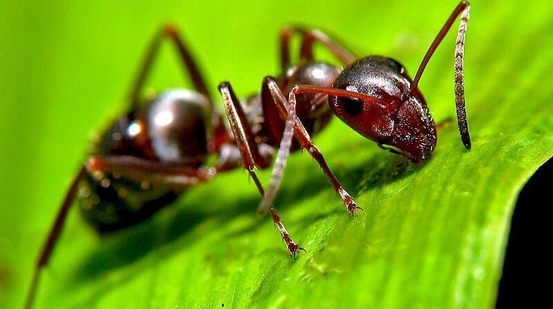 How To Kill Ants In Your Lawn Remove Ant Hills Prevent Them