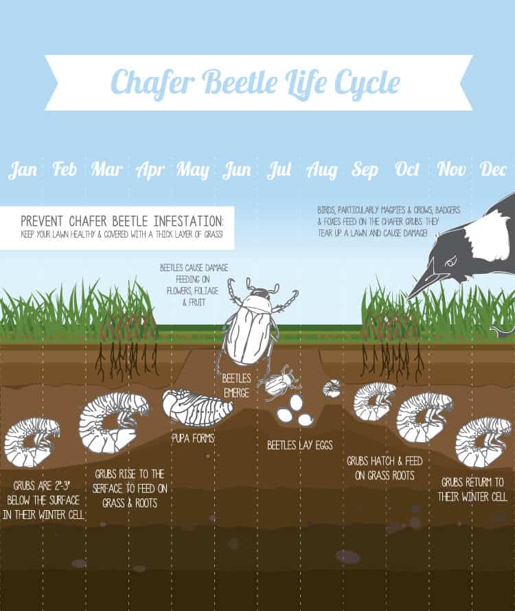 life cycle of a chafer beetle