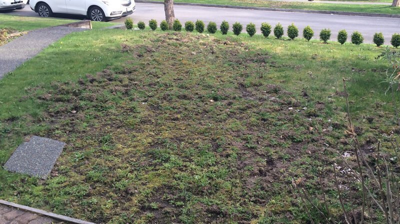 lawn damage caused by chafer grubs