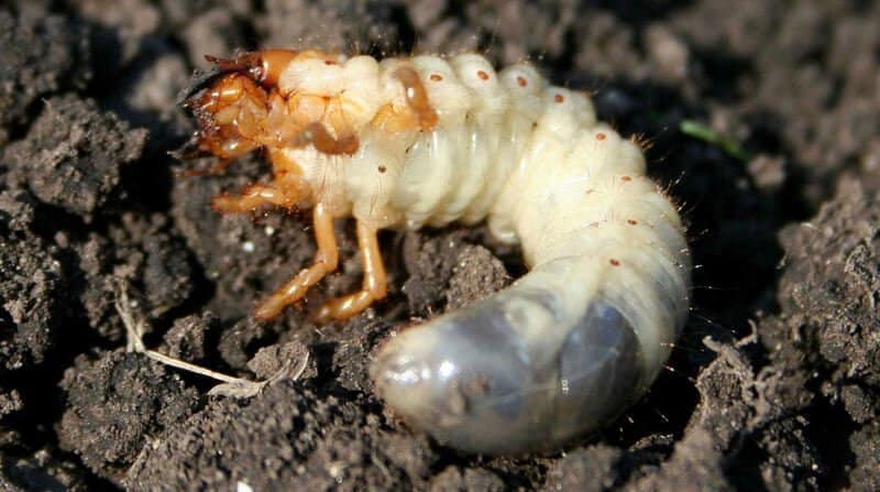 chafer grubs