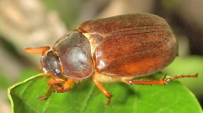 cock chafer beetle