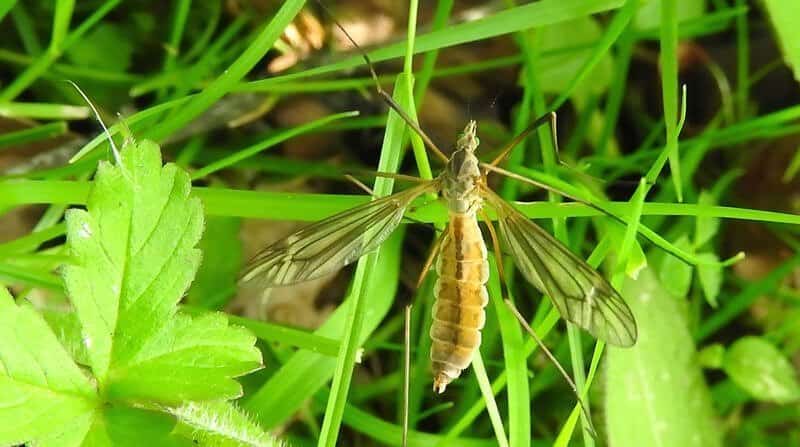 crane fly