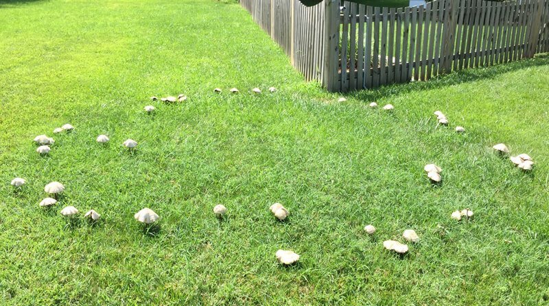 fairy rings in the lawn