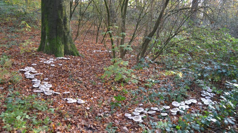 fairy rings in the forest