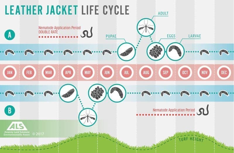 leatherjackets life cycle