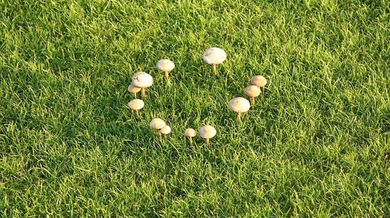 mushroom circle
