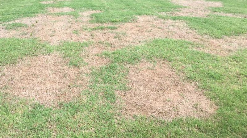 Dirt Patches In Lawn Dirt Patches In Lawn